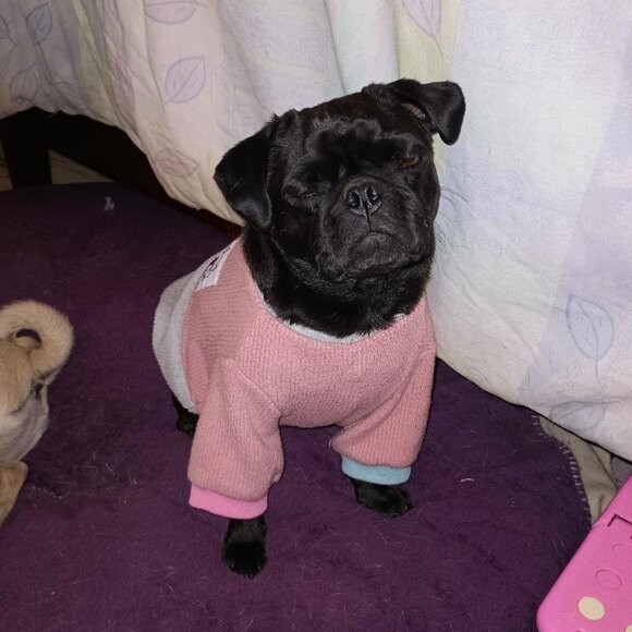 ICHOUE Robust Short Dog Sweater Frenchie Pug Bulldog Pink Cotton Ribbed Clothing - Picture 2 of 7